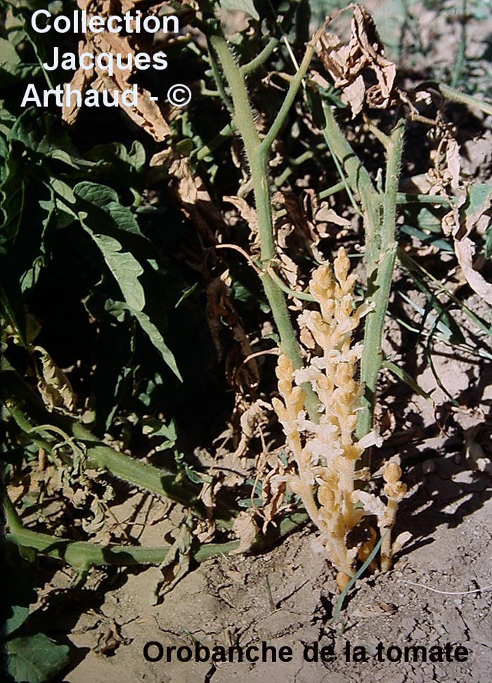 Orobanche sur tomate