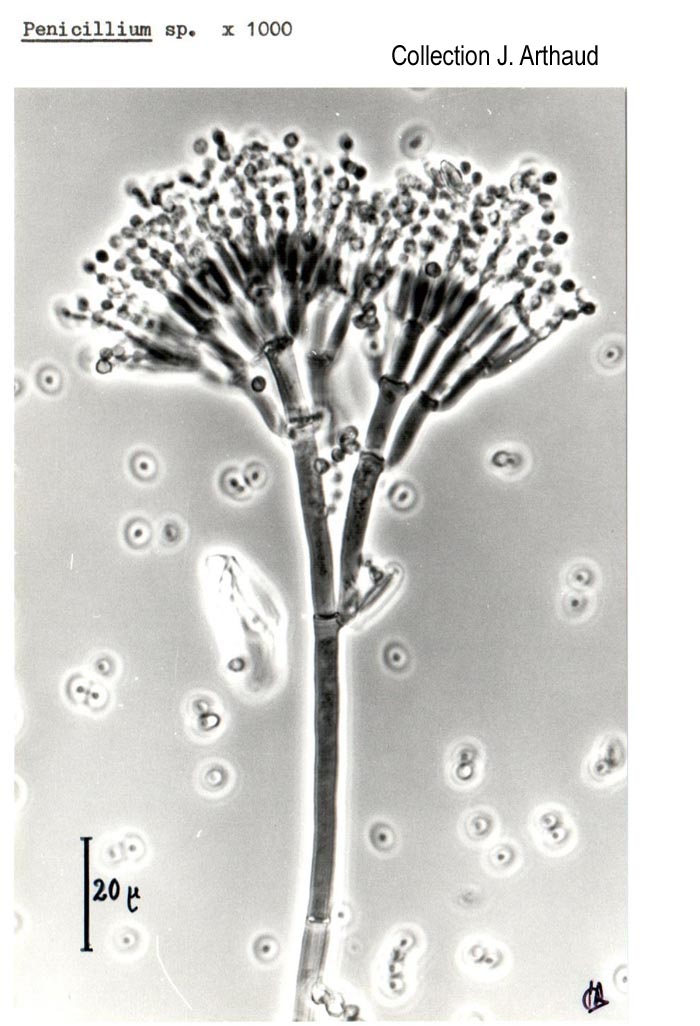 Penicillium sp.