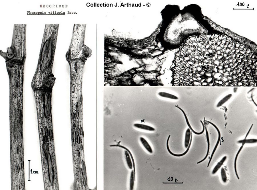 Phomopsis viticolav