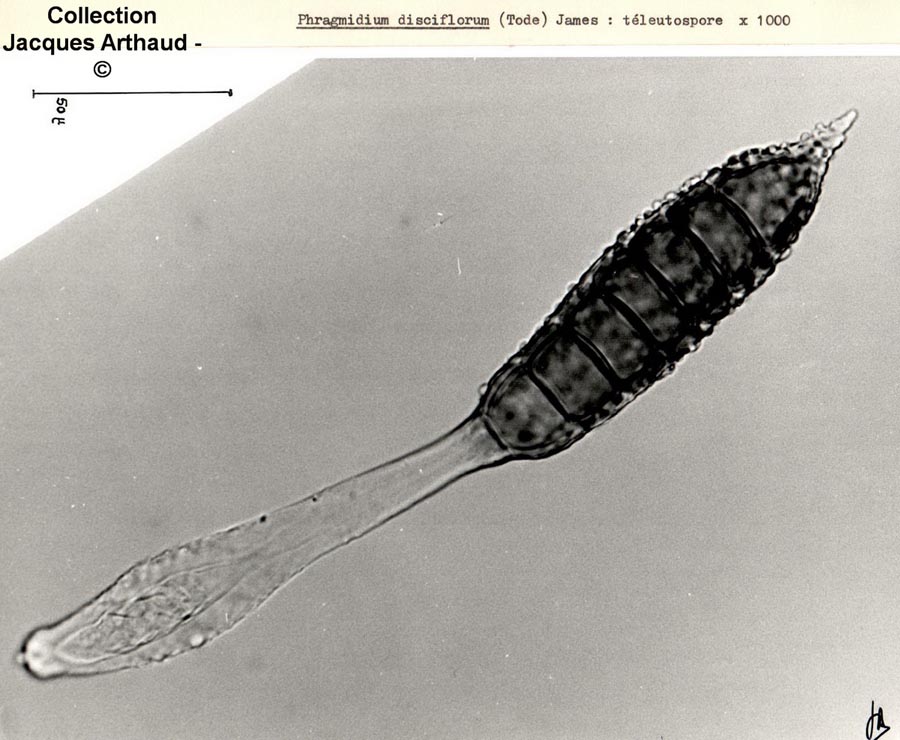 Phragmidium disciflorum