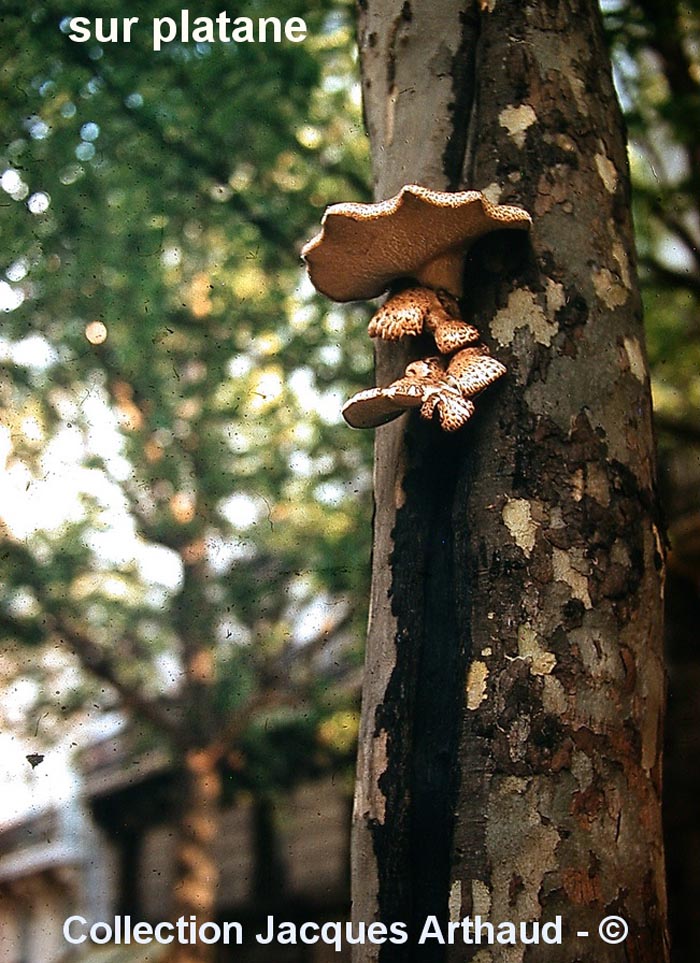 Polyporus squamosus