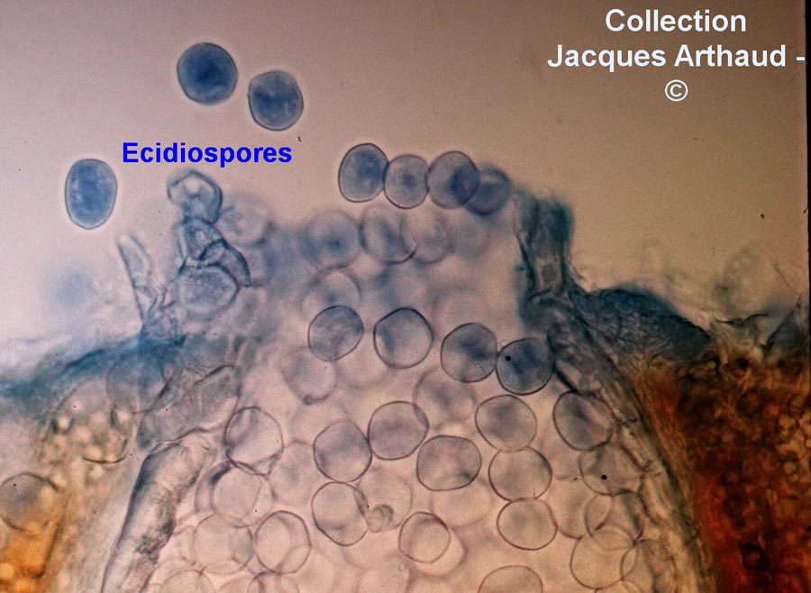 Puccinia agropyri