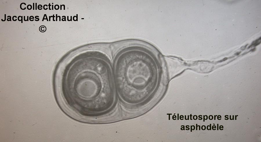 Puccinia asphodeli