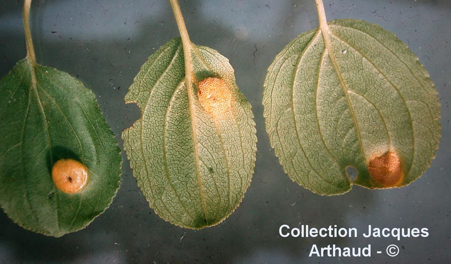 Puccinia coronata