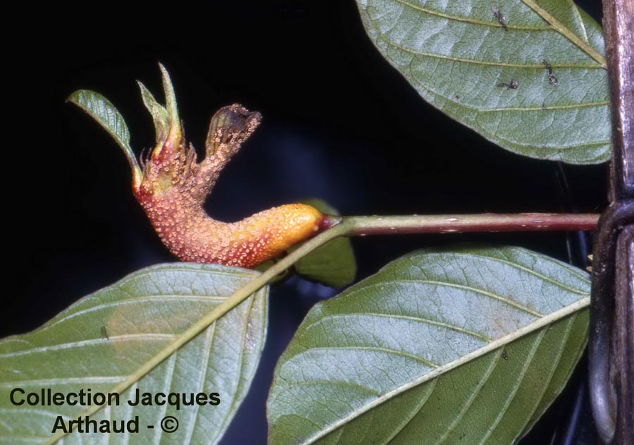 Puccinia coronata