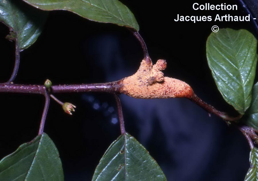 Puccinia coronata