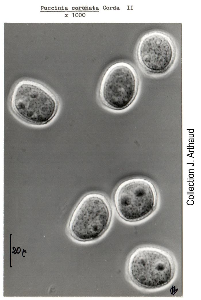 Puccinia coronata