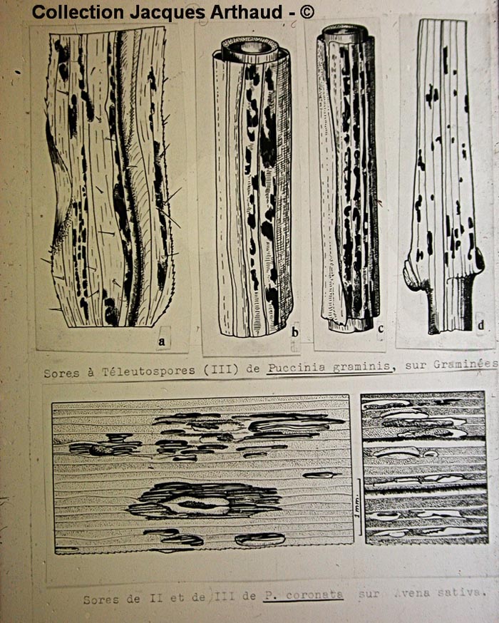 Puccinia graminis et coronata