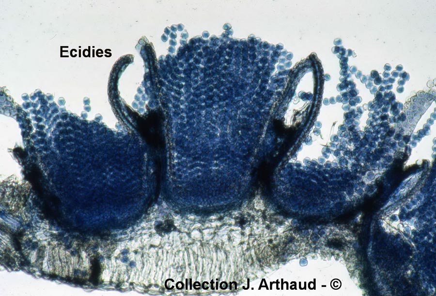 Puccinia graminis