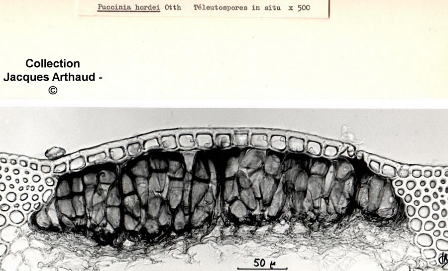 Puccinia hordei