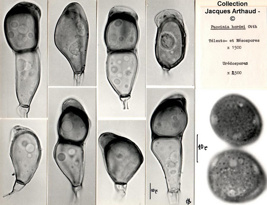 Puccinia hordei