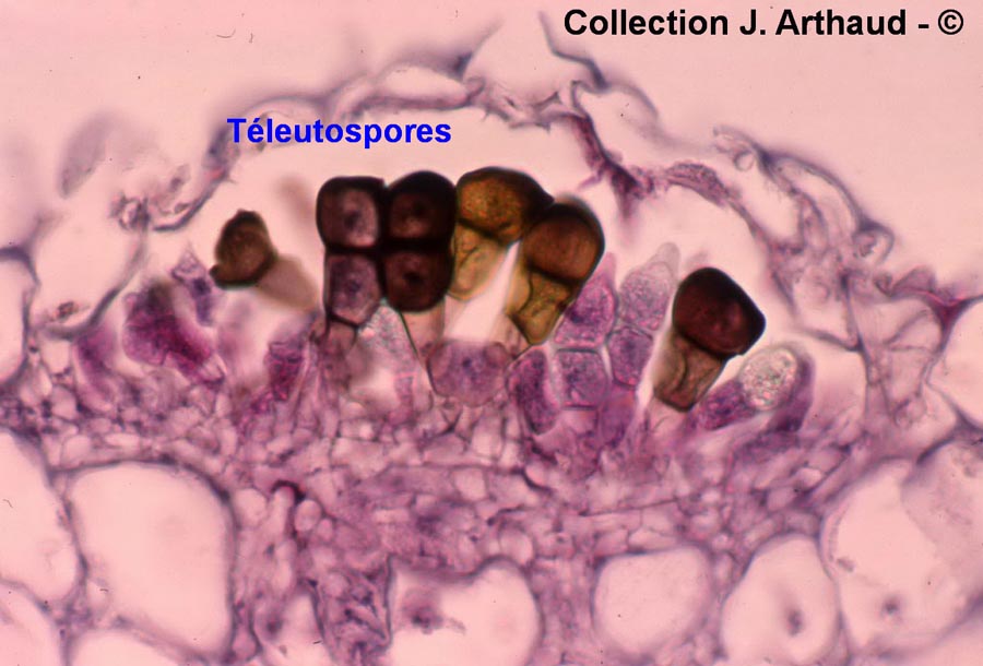 Puccinia tasmanica