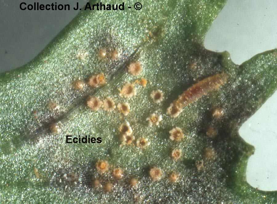 Puccinia tasmanica