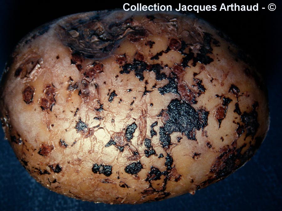 Rhizoctonia solani