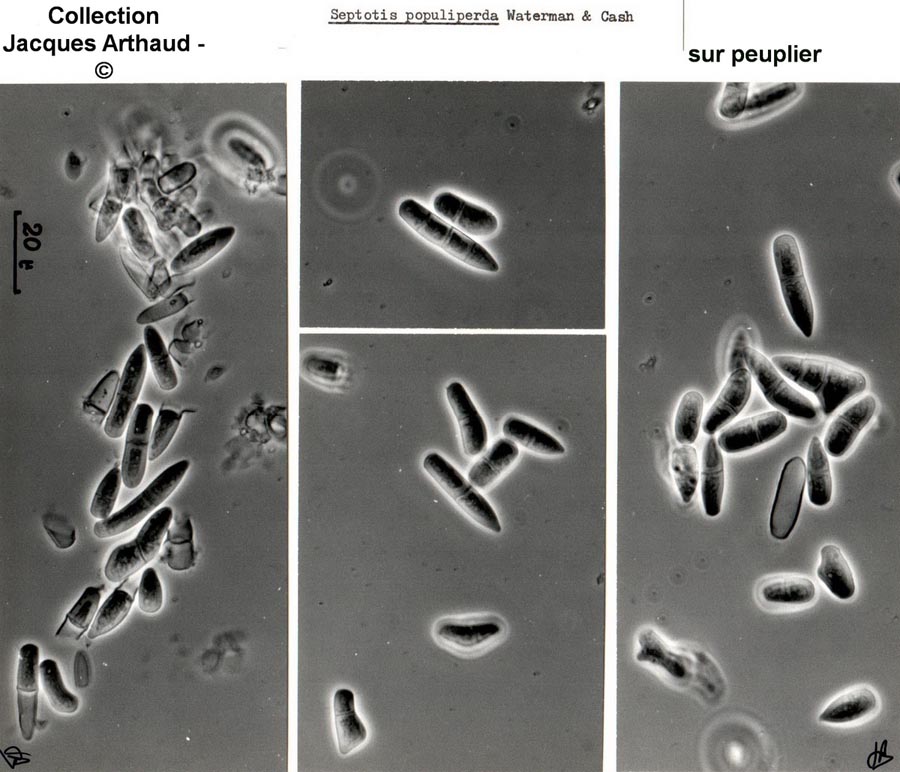 Septotis populiperda