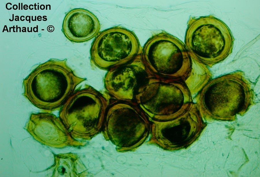 Synchitrium endobioticum