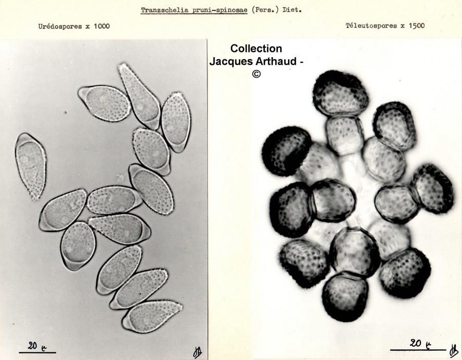 Tranzschelia pruni-spinosae