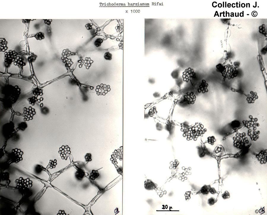 Trichoderma harzianum