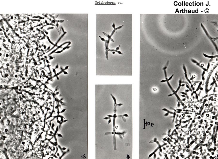 Trichoderma sp.