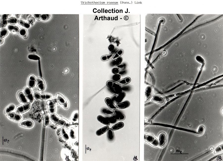 Trichothecium roseum