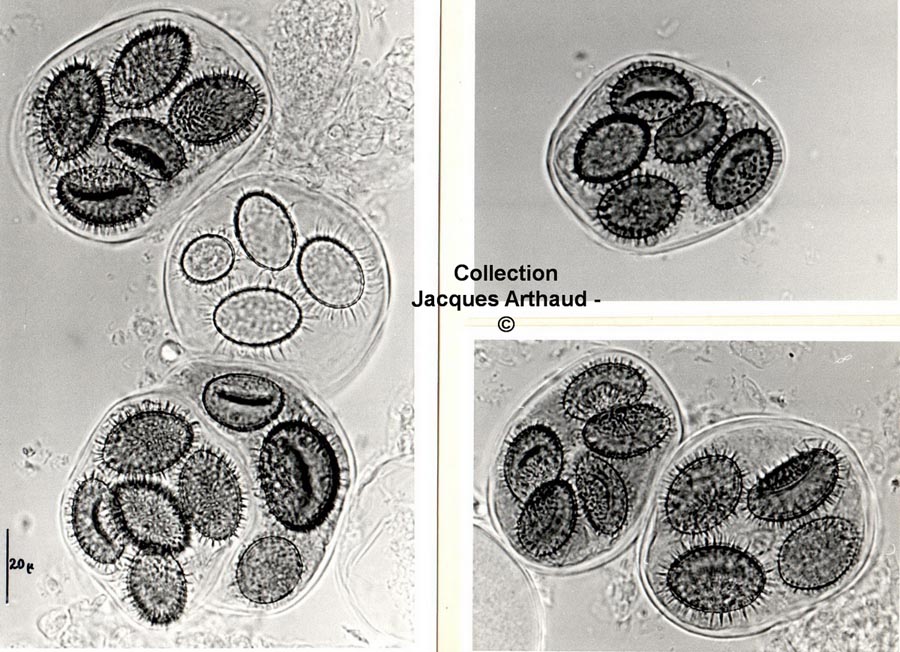 Tuber melanosporum