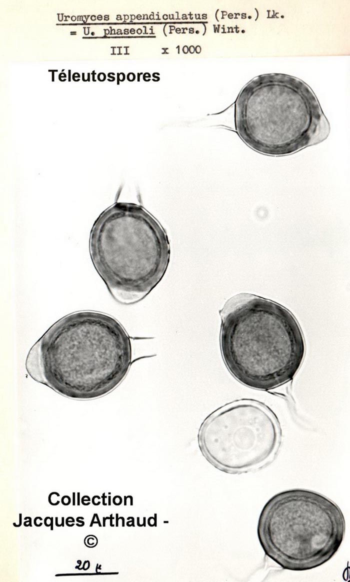 Uromyces appendiculatus