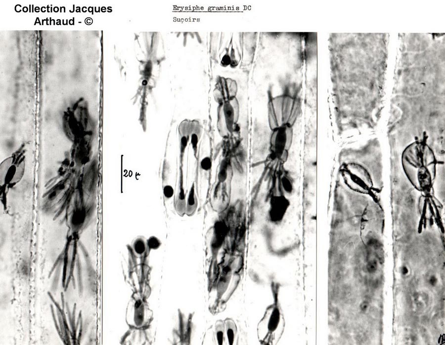 Erysiphe graminis