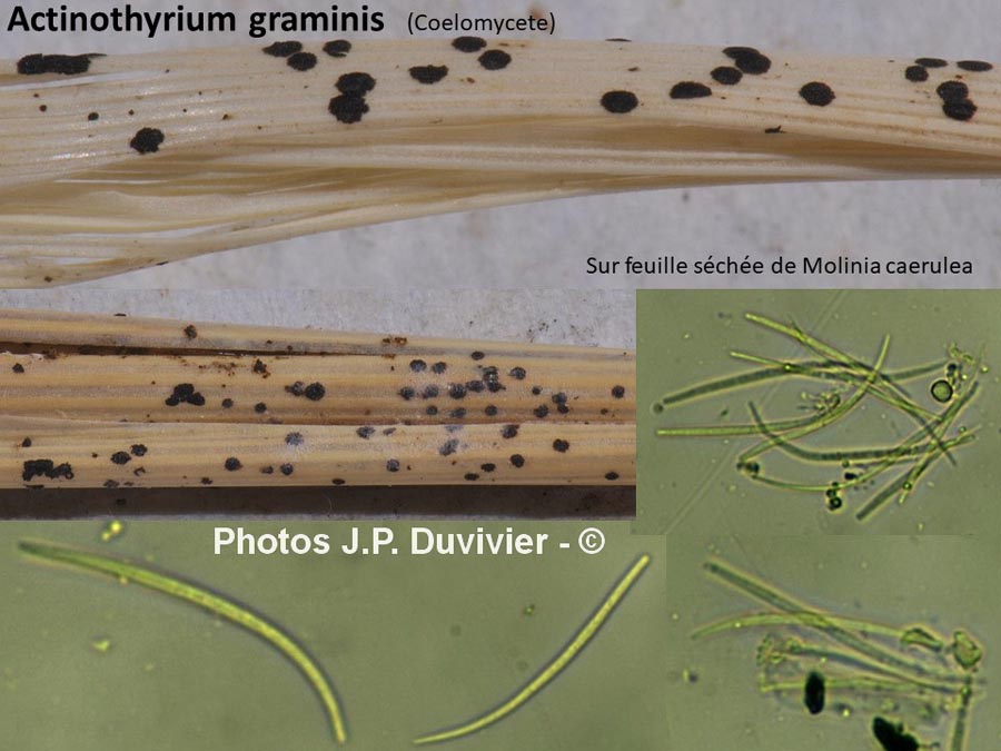 Actinothyrium graminis