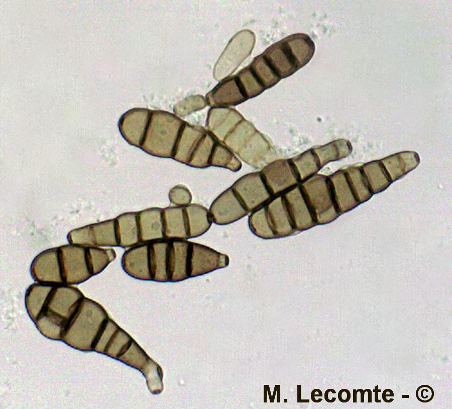 Alternaria brassicae