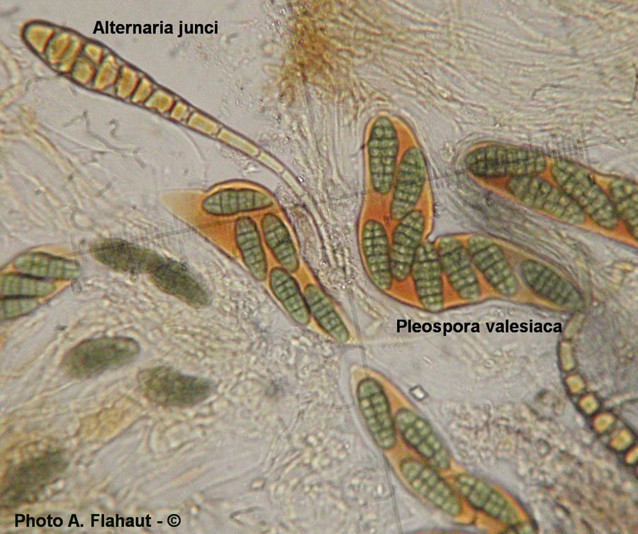 Alternaria junci