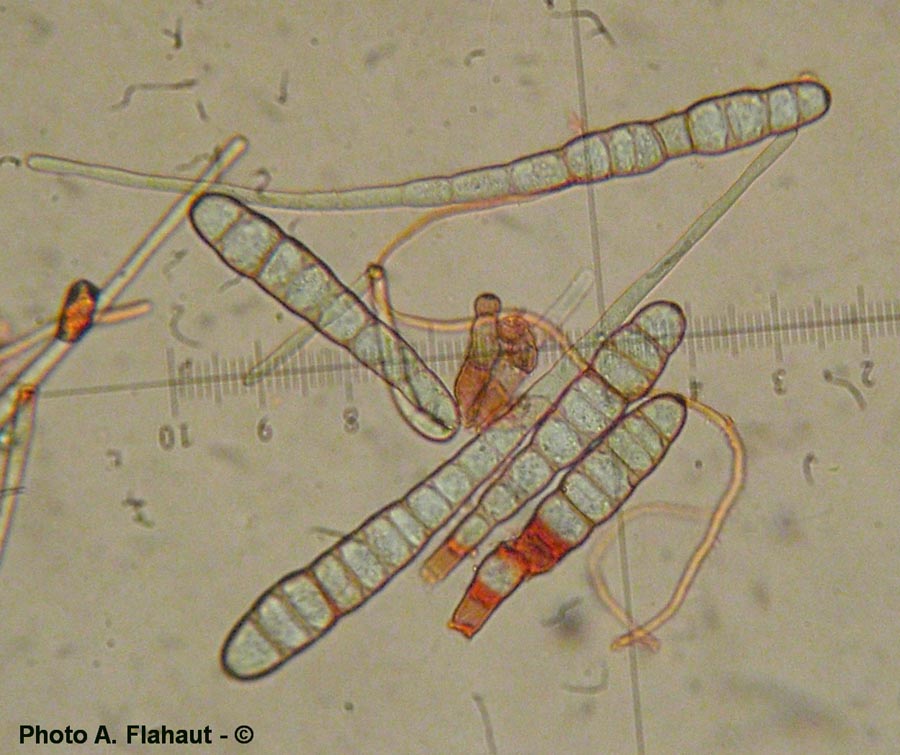 Alternaria scirpicola