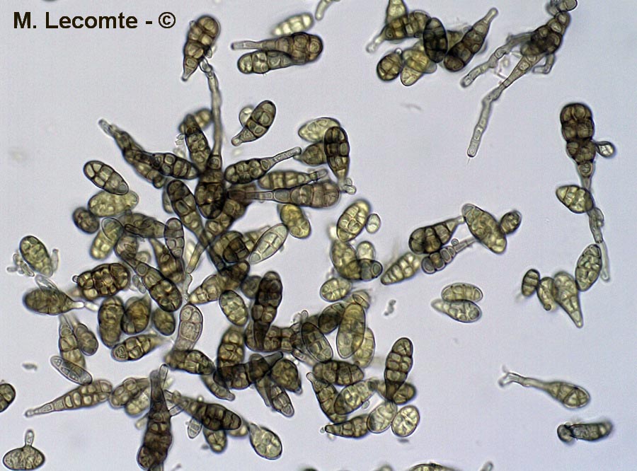 Alternaria solani