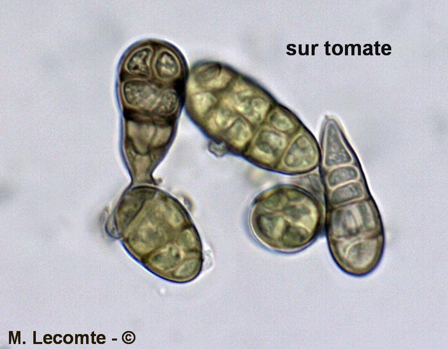 Alternaria solani