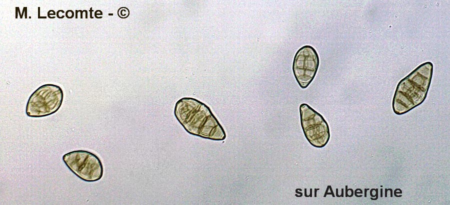 Alternaria solani