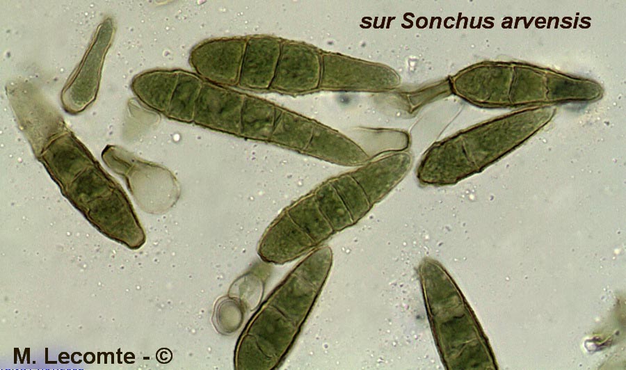 Alternaria sonchi