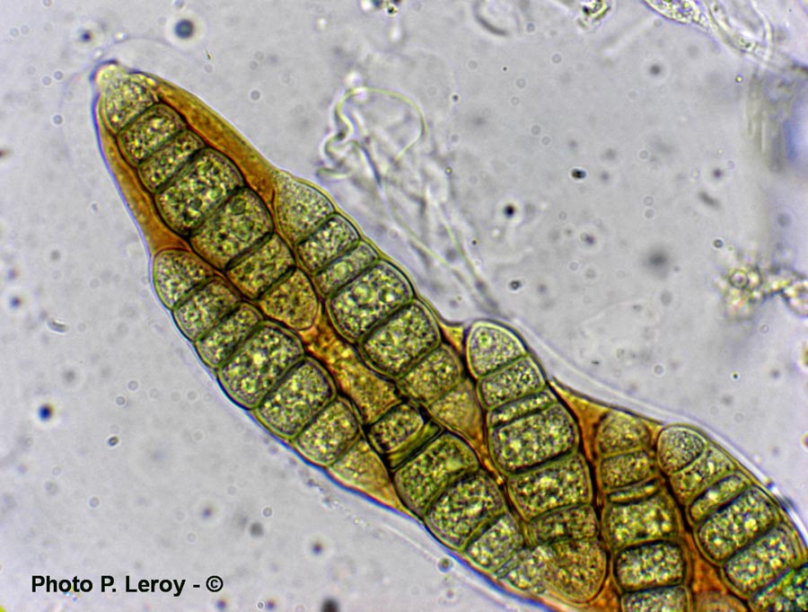 Amarenomyces ammophilae