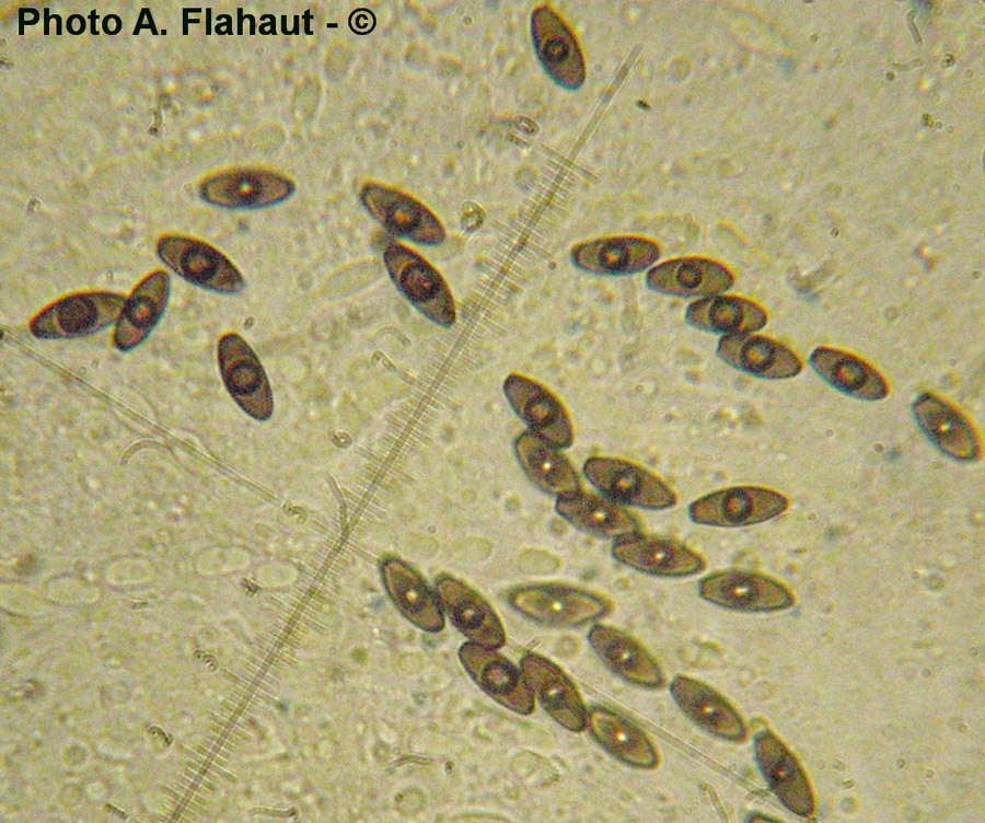 Anthostomella arenaria
