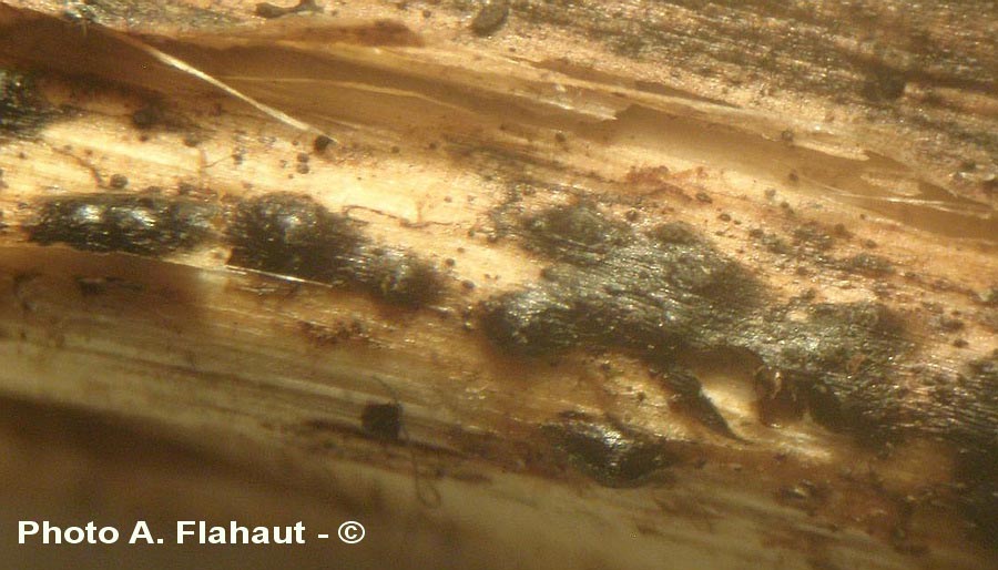 Anthostomella tomicoides