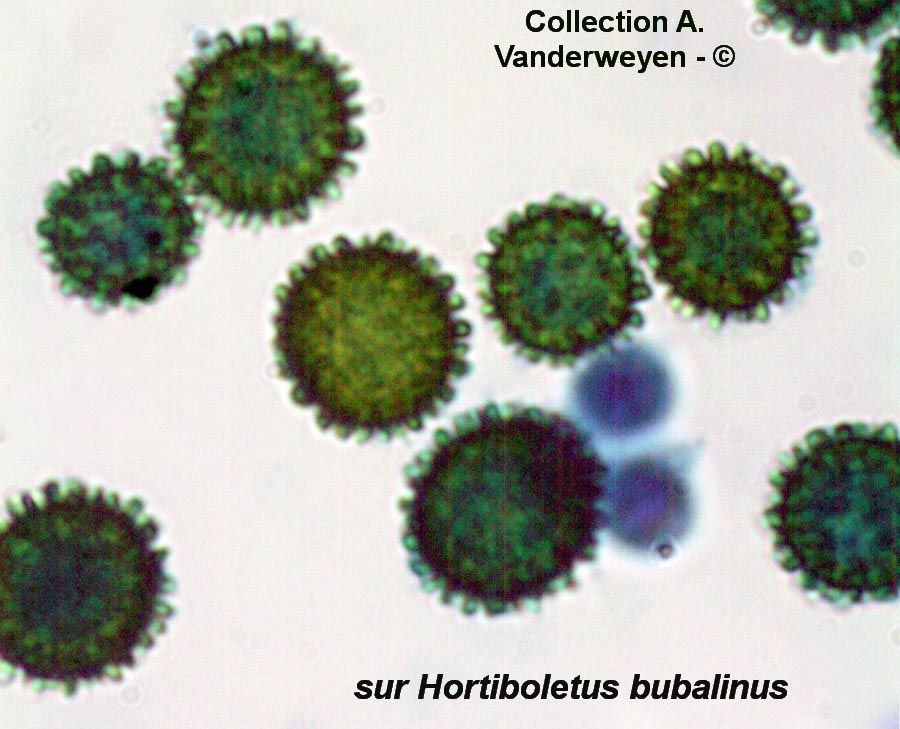 Apiocrea chrysosperma