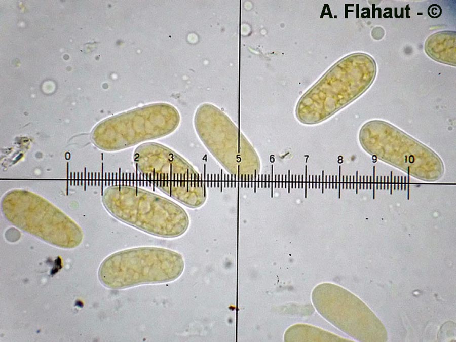 Aplosporella alnicola