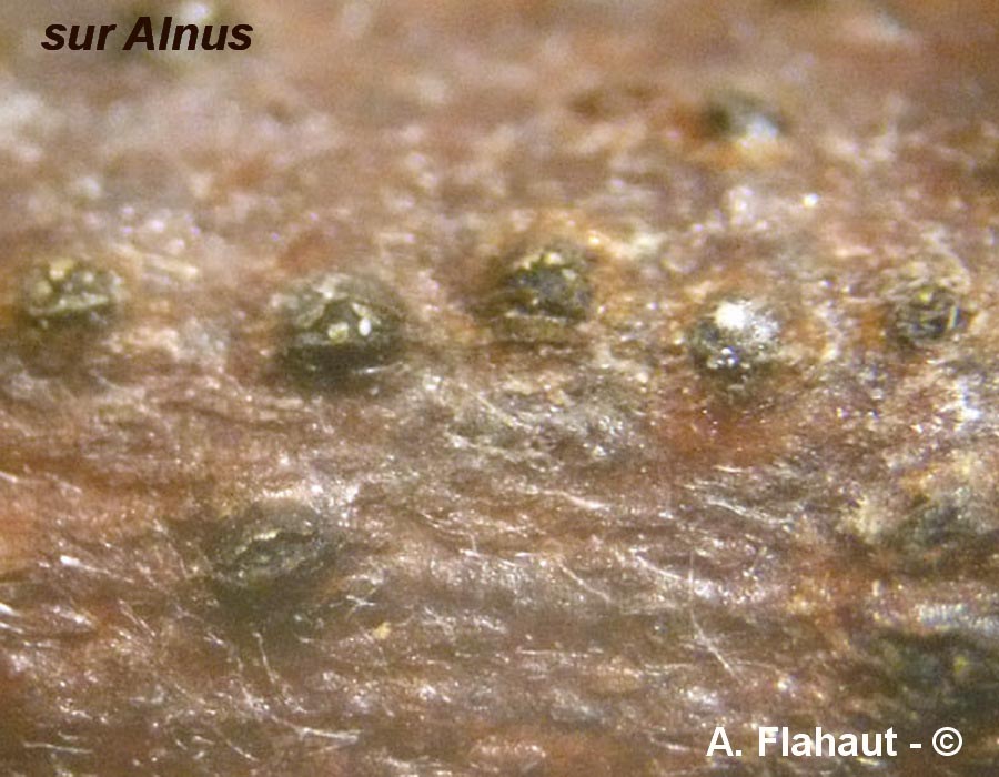 Aplosporella alnicola