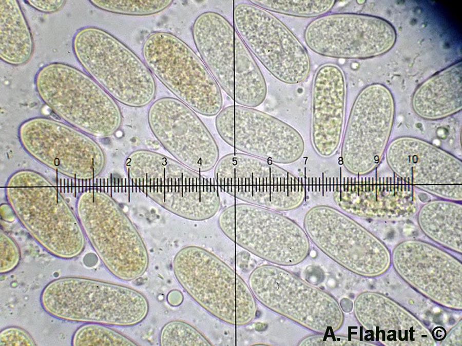 Aplosporella aquifolii