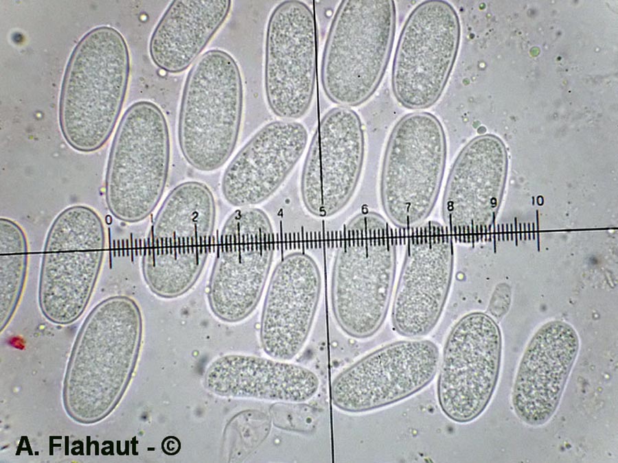 Aplosporella elaeagni