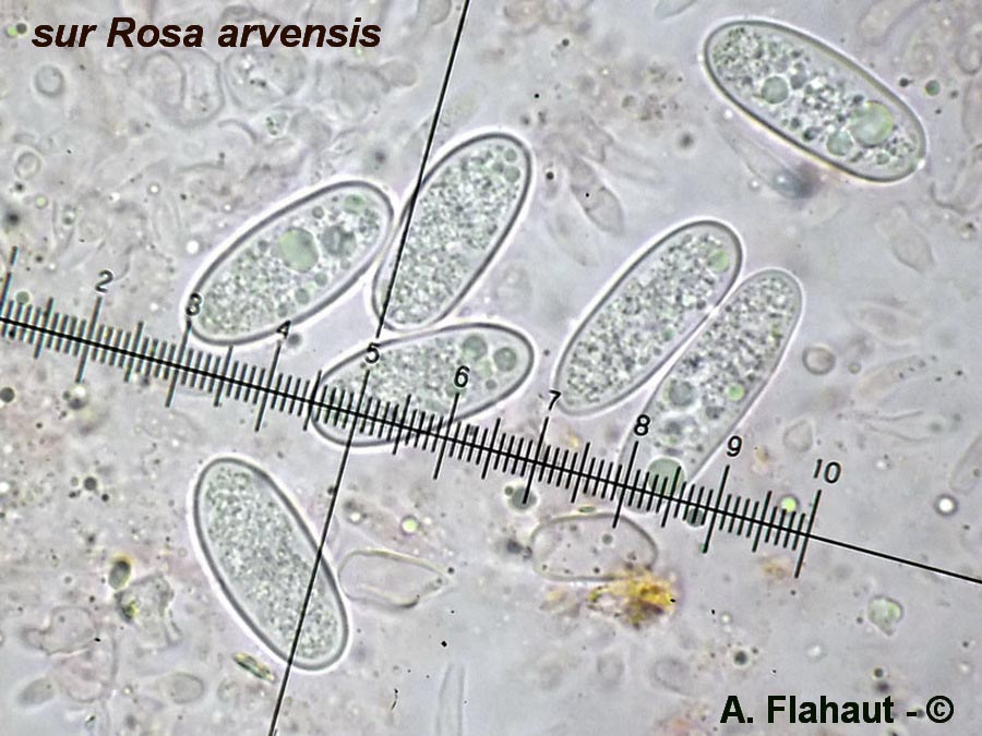 Aplosporella rosarum