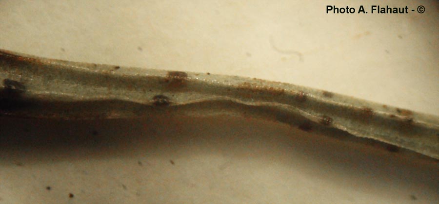 Ascochyta equiseti