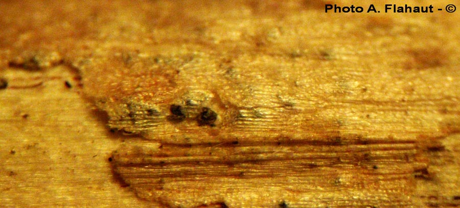 Ascochyta lantanae