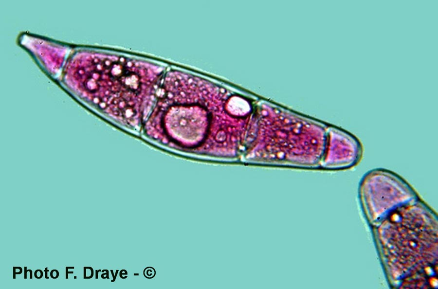 Bactridium flavum