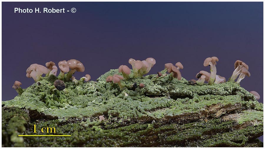 Baeomyces roseus