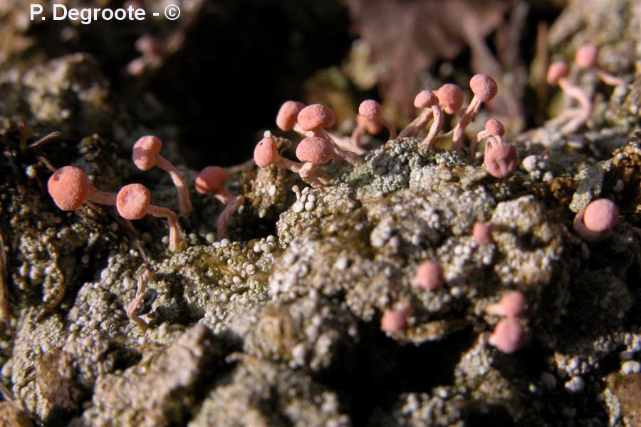Baeomyces roseus