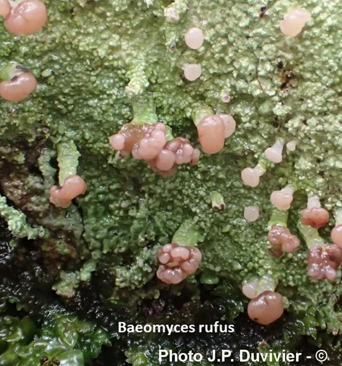 Baeomyces rufus